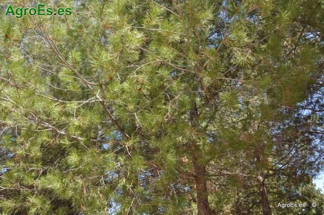 Pino Carrasco Pinus Halepensis