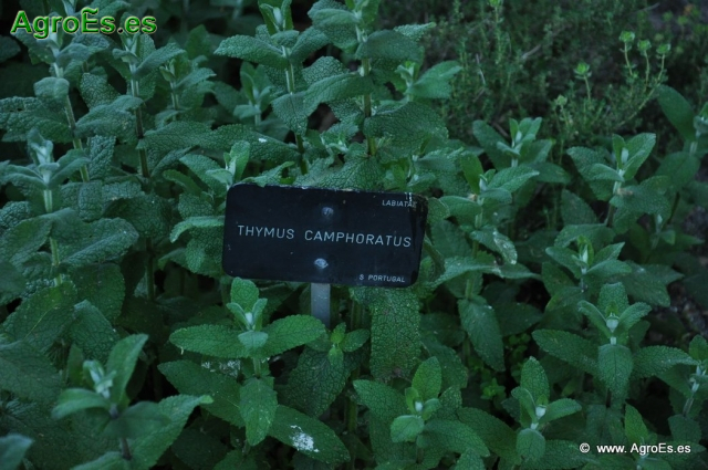 Tomillo Thymus Camphoratus_1