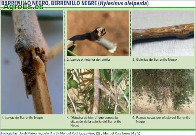 Barrenillo negro del Olivo, berrenillo negre - Hylesinus oleiperda