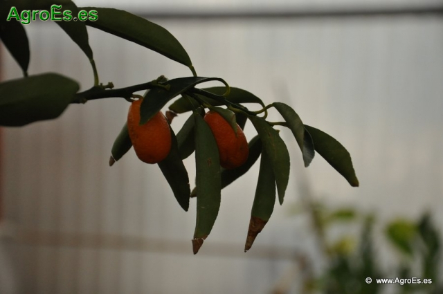 Citrus Japónica_5
