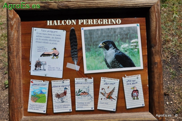 Halcón Peregrino