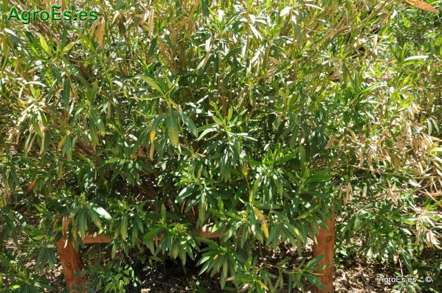 Baladre Nerium oleander