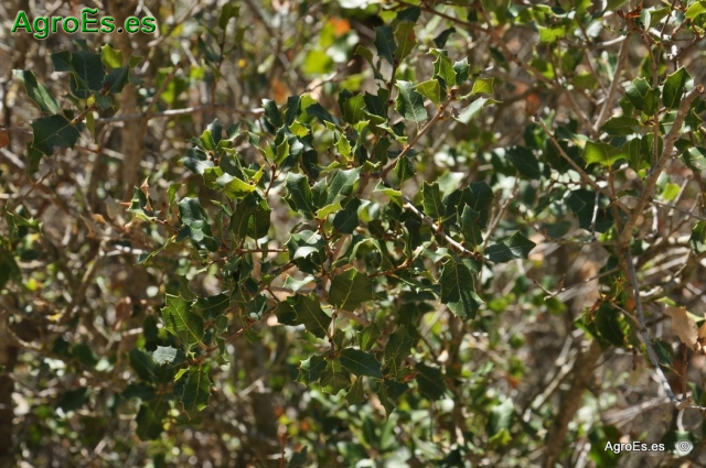 Coscoja Quercus Cuccifera