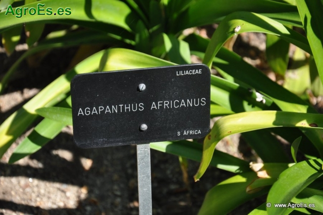 Agapanthus Agricanus_1