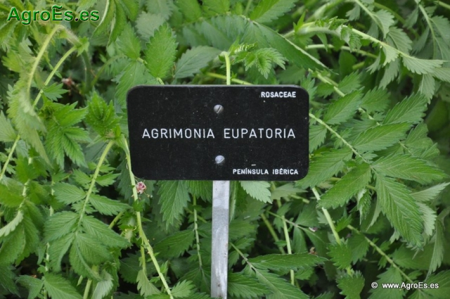 Agrinomia Eupatoria_1