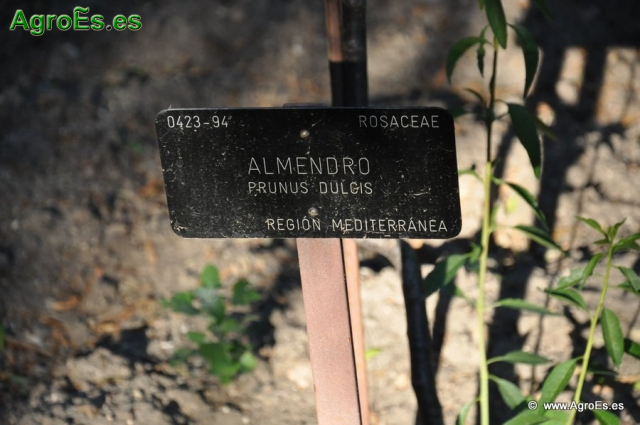 Almendros_6