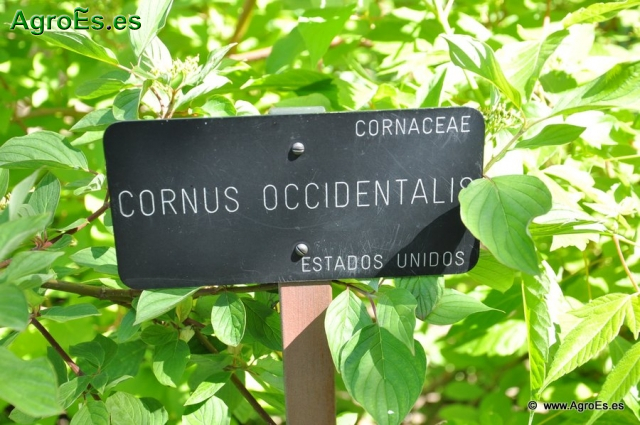 Cornus Occidentalis_1