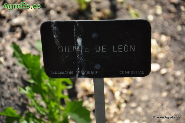 Diente de León_1
