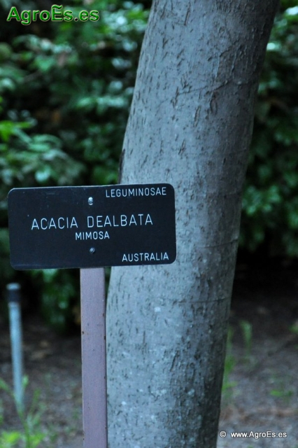 Acacia dealbata_1