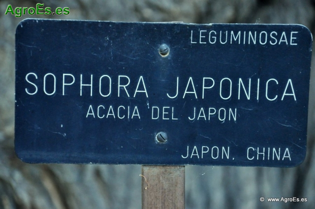 Acacia del Japón_1