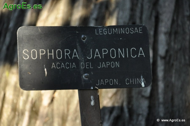 Acacia del Japón_4