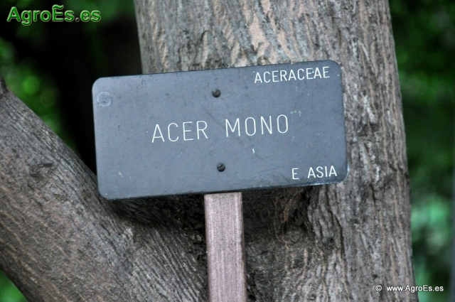 Acer mono_6