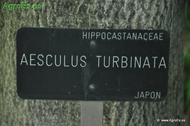 Aesculus Turbinata_1
