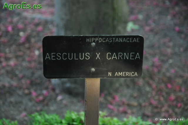 Aesculus x Carnea_1