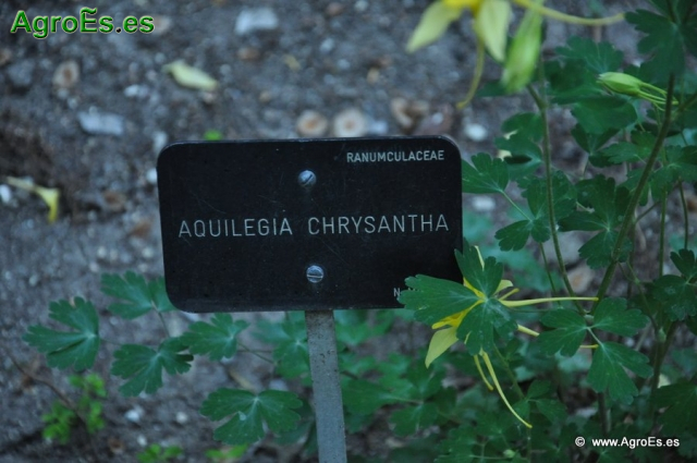 Aquilequia Chrysantha_1