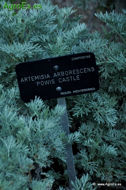 Artemisia_1