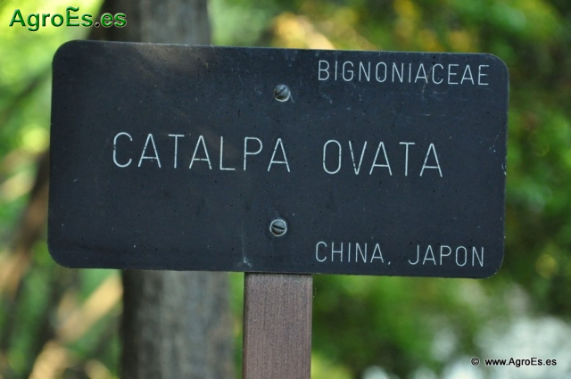 Catalpa Ovata_1