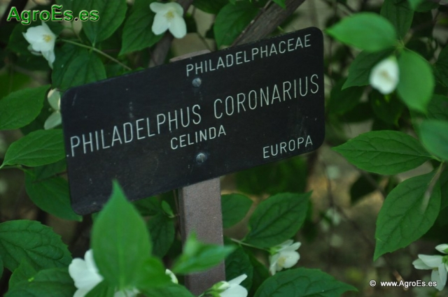 Celinda Philadelphus Coronarius_1
