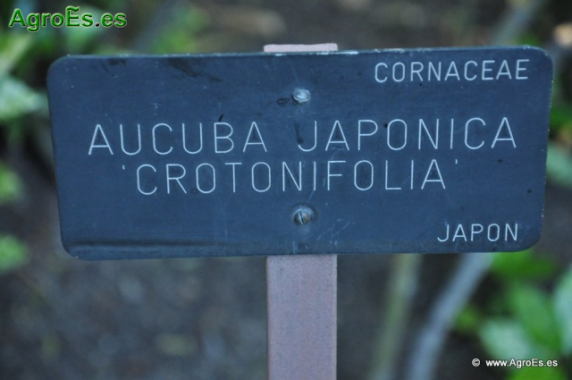 Crotonifolia Aucuba Japonica_1