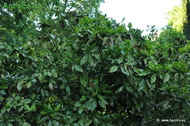 Crotonifolia Aucuba Japonica_3