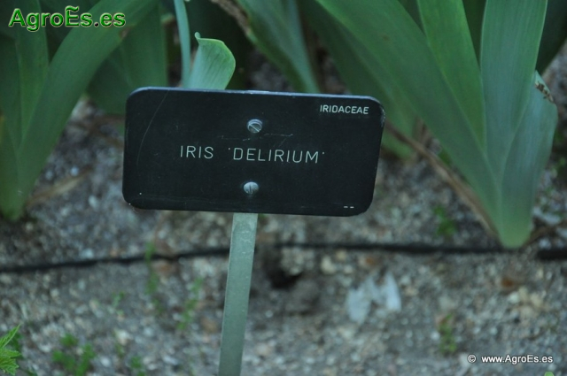 Iris Delirum_1