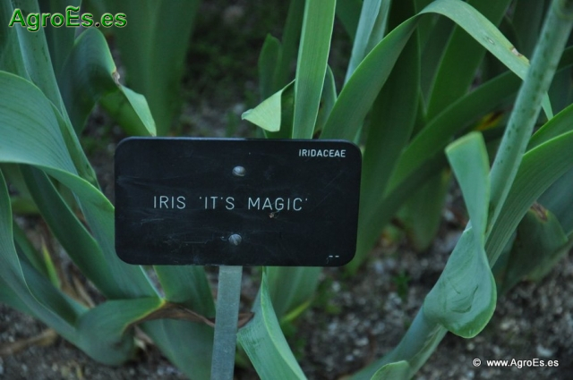 Iris it´s Magic_1
