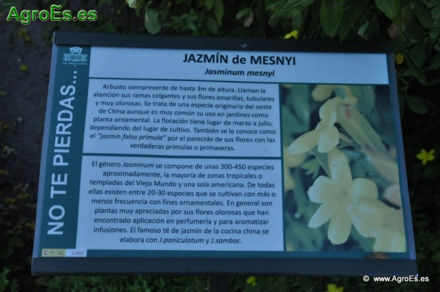 Jazmin de Mesnyi_1