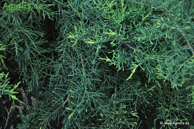Juniperus Pfitzeriana_3