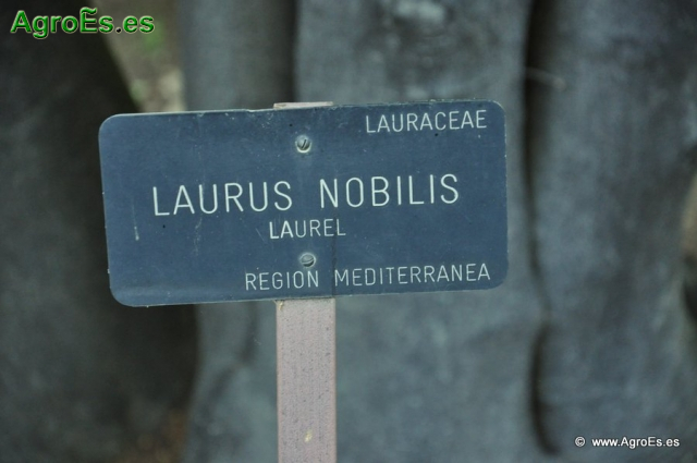 Laurel Laurus Nobilis_1