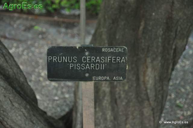 Pisardii Prunus cerasifera_1