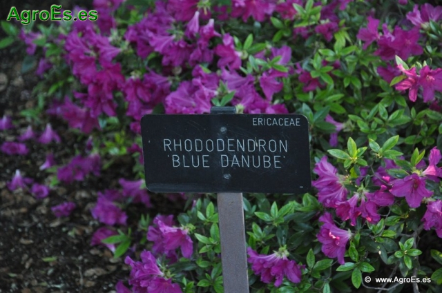 Rhododendron Blue Danube_1
