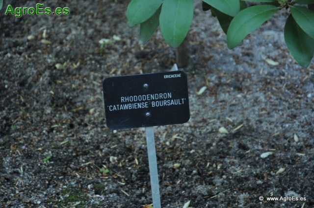 Rhodedendron catawbiense boursault_1