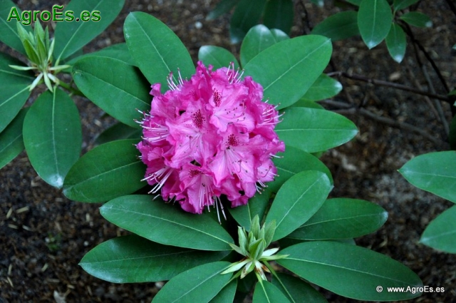 Rhododendron Cynthia_2