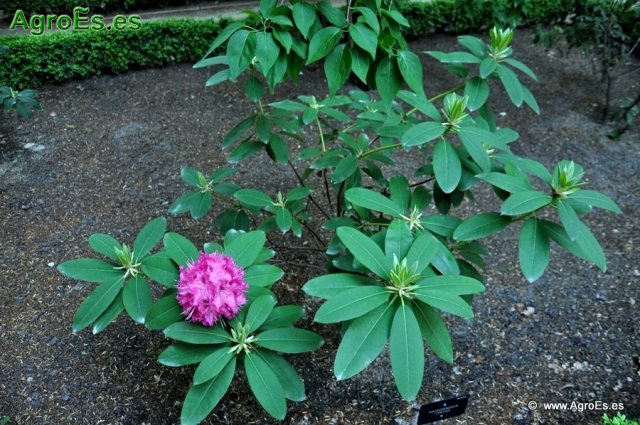 Rhododendron Cynthia_3