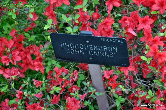 Rhododendron Jhon Cairns_1
