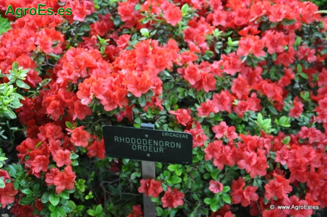 Rhododendron Ordeur_1
