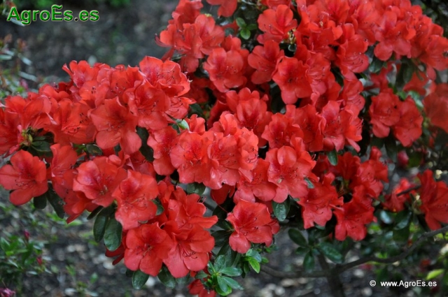 Rhododendron Ordeur_7
