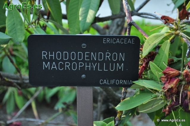 Rhododendron Macrophyllum_1