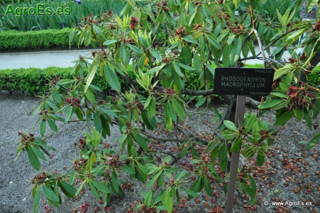 Rhododendron Macrophyllum_2
