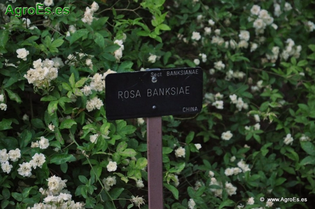 Rosa Banksiae_1