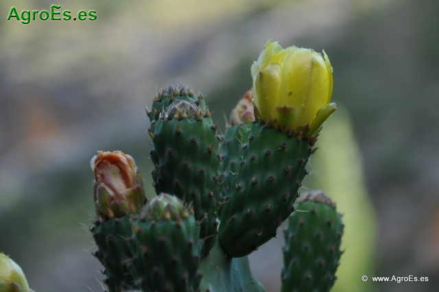 Cactus_6