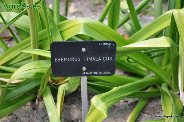 Eremurus Himaliaicus_15