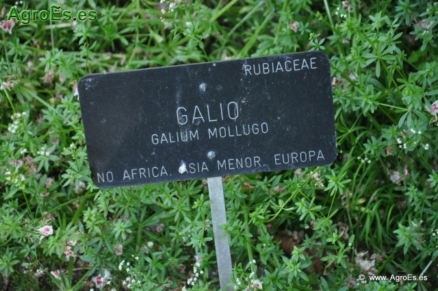 Galiio_1