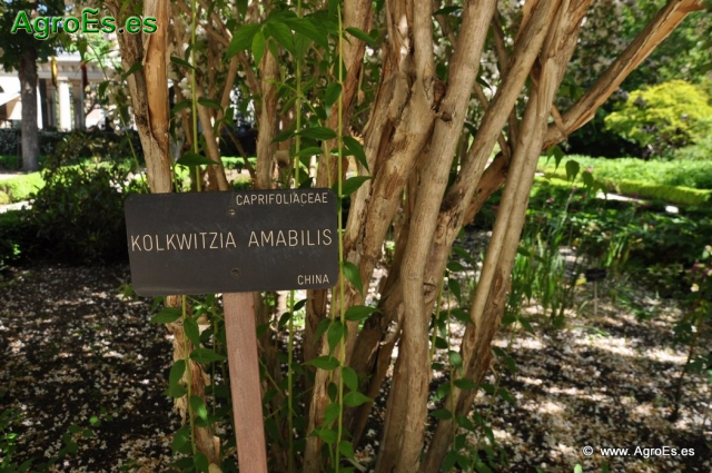 Kolkwitzia Amabilis_1