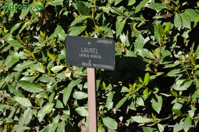 Laurel_1