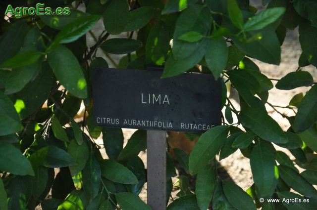 Lima_1