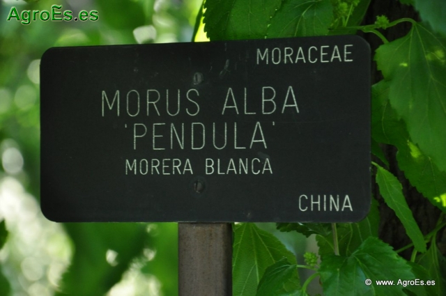 Morera Blanca_1