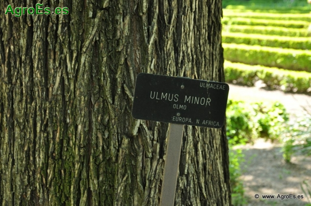 Olmo Ulmus Minor_1