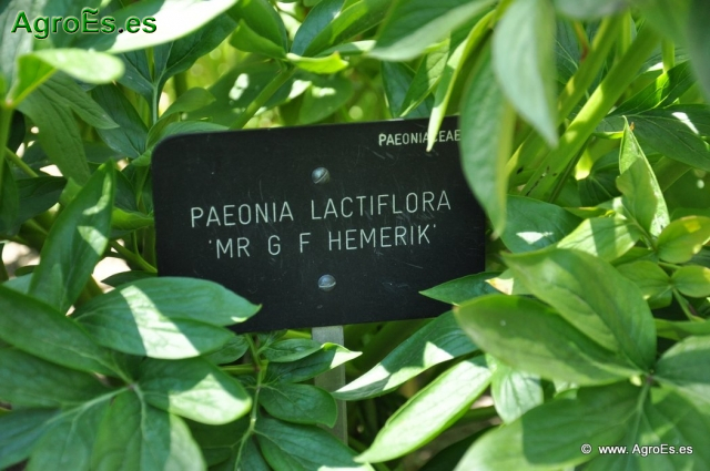 Paeonia Lactiflora Peonía_6