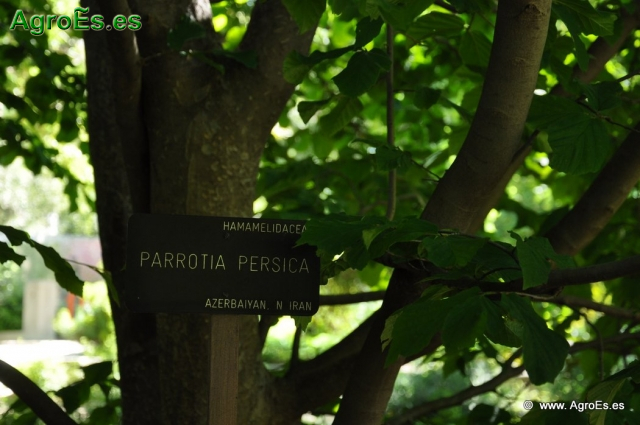 Parrotia Persica_1